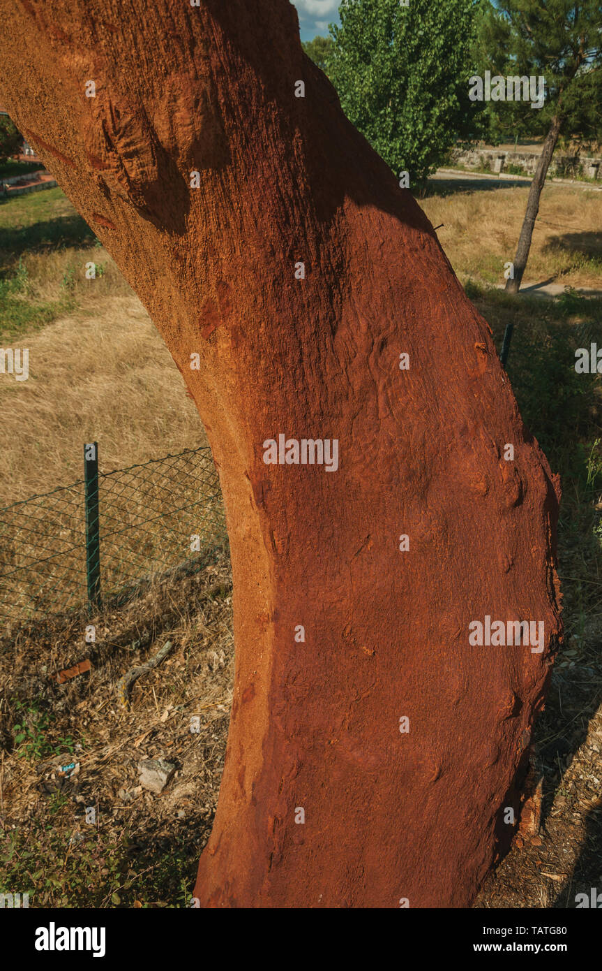 Cork tree trunk with the bark removed to produce corks and other