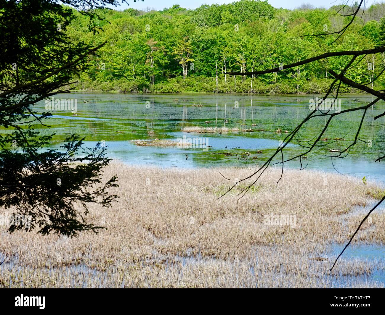 Beaver Pond in May with heavily forested shoreline, Dushore, Sullivan