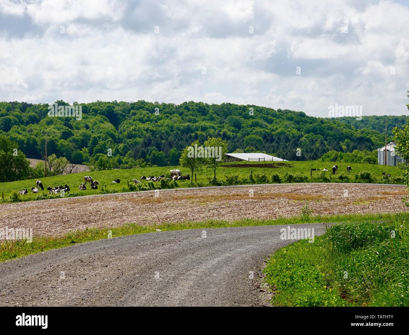 Black and white cows in field, rolling hills of rural northern