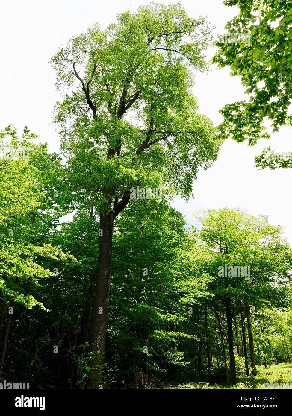Ancient cherry tree towers over the forest, state game lands, Sullivan