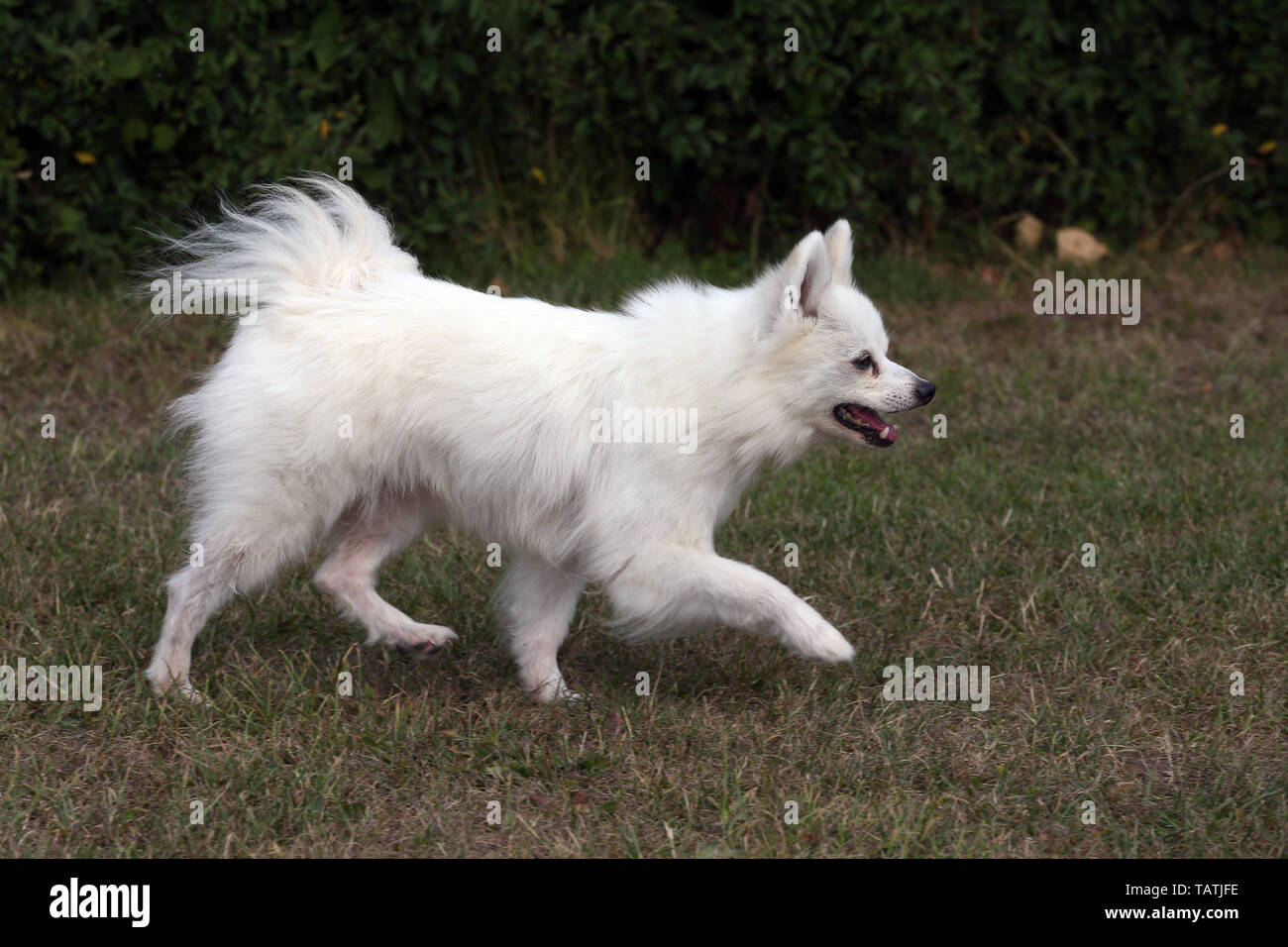 German Spitz Stock Photo Alamy