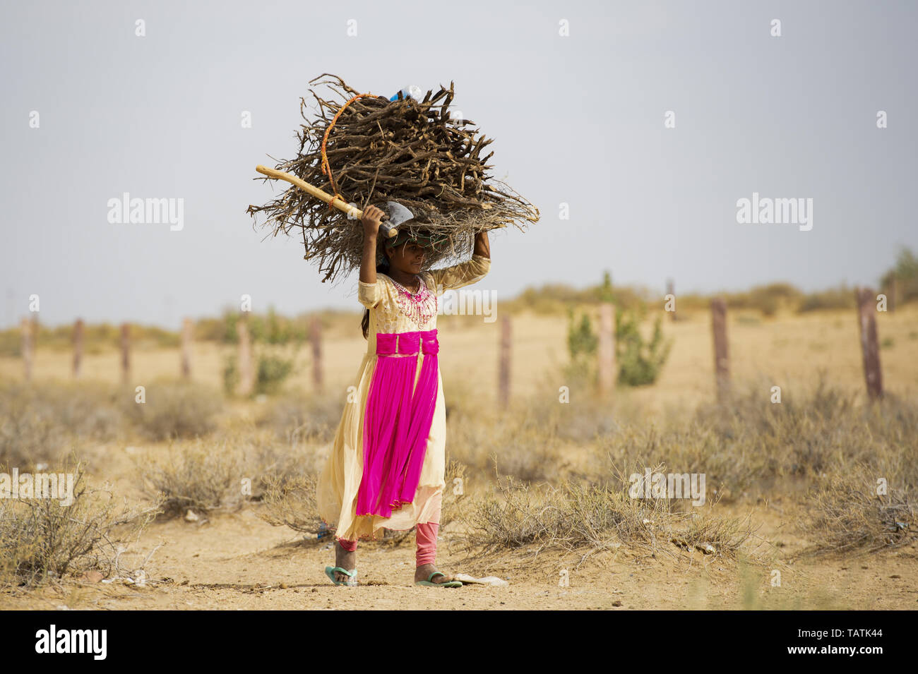 A poor and young girl is carrying heavy bunches of dry wood on her head in the middle of the Thar Desert. Stock Photo