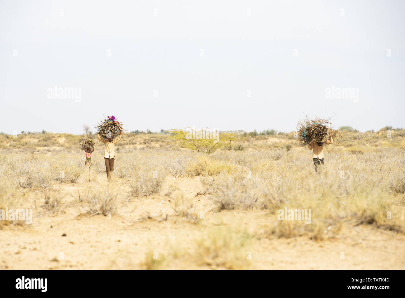 Poor and young children are carrying heavy bunches of dry wood on their heads in the middle of the Thar Desert, Jaisalmer, Rajasthan, India. Stock Photo