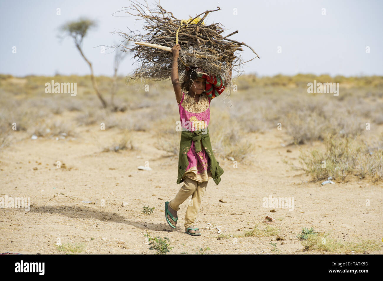 A poor and young girl is carrying heavy bunches of dry wood on her head in the middle of the Thar Desert. Stock Photo