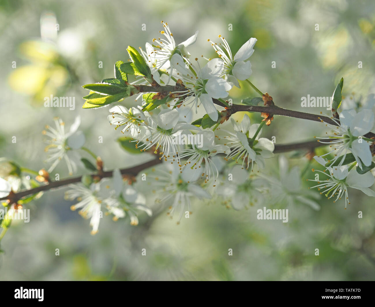 high-key dreamy image of blossom of a damson sloe (Blackthorn) cross (Prunus spinosa x prunus domestica) peculiar to Cumbria, England, UK Stock Photo