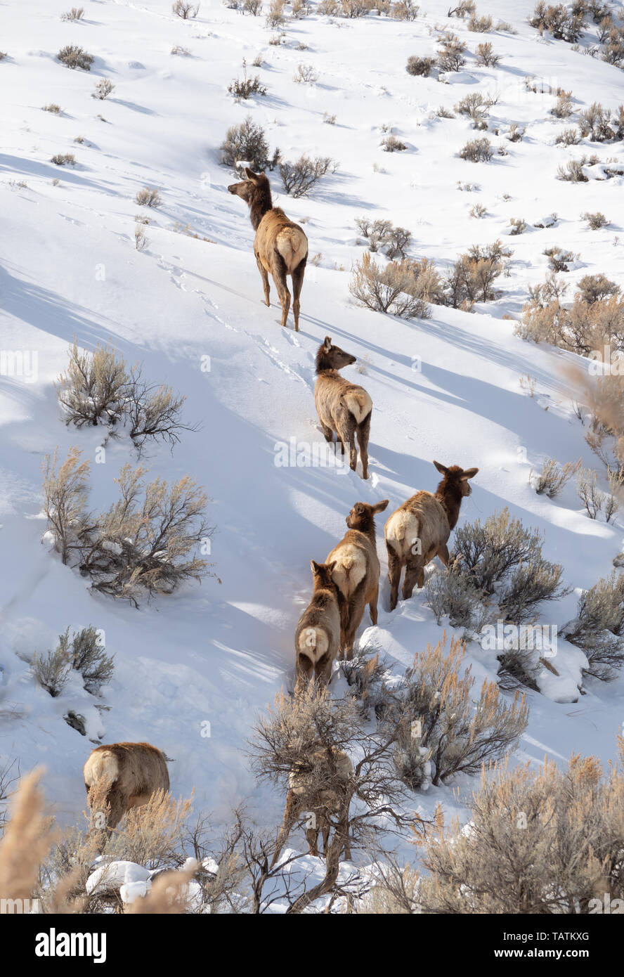 Herd of cow elk climbing a snowy hillside covered with sagebrush in