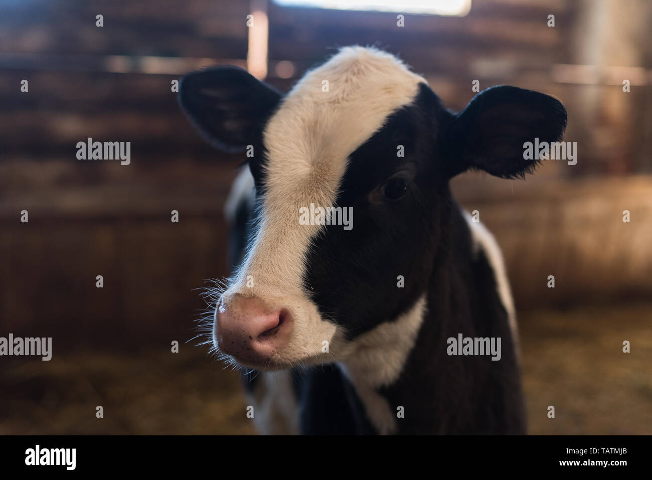 calf on the farm. Inside the farm is a cute baby cow. A lot of hay