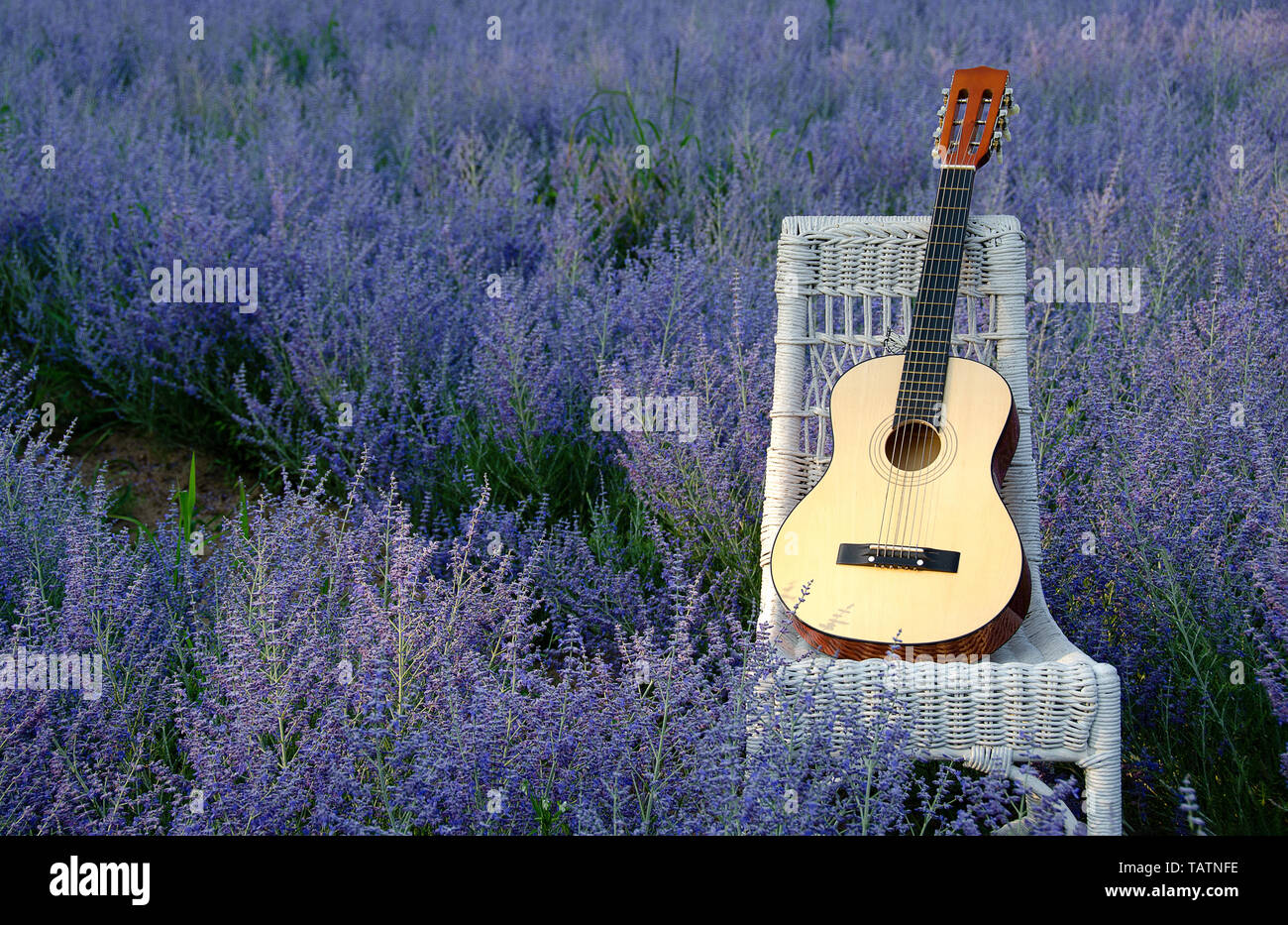 Six string acoustical guitar on white wicker chair in purple Russian Sage field Stock Photo