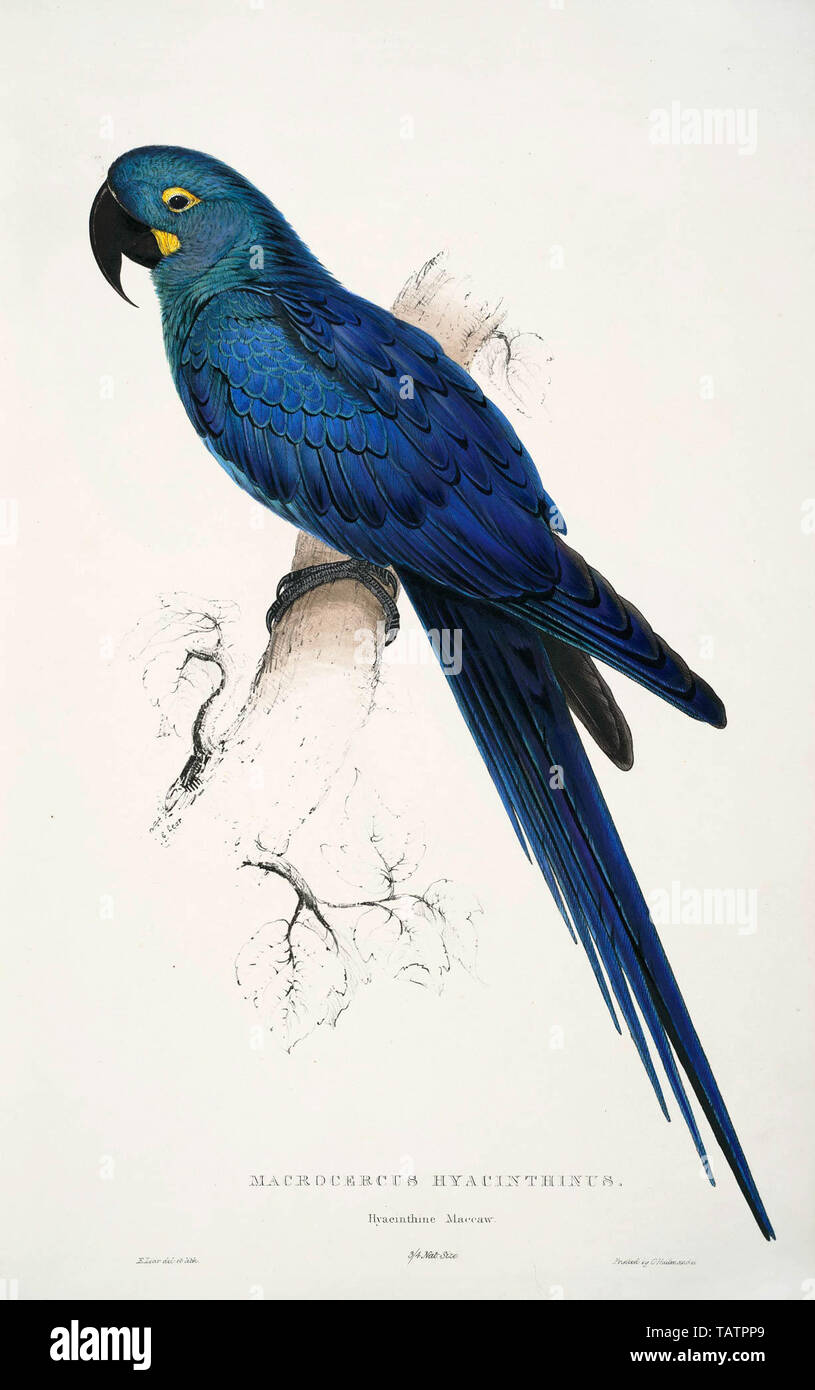 Parrots Illustrations High Resolution Stock Photography And Images Alamy