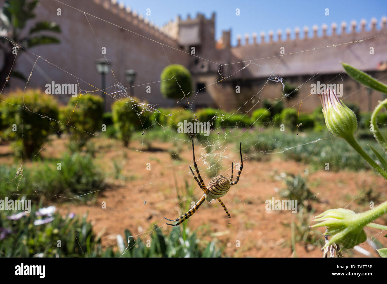 Close-up of a wasp spiter, Argiope bruennichi, sitting in his web with the fortress wall and garden in the old town of Rabat, Morocco Stock Photo