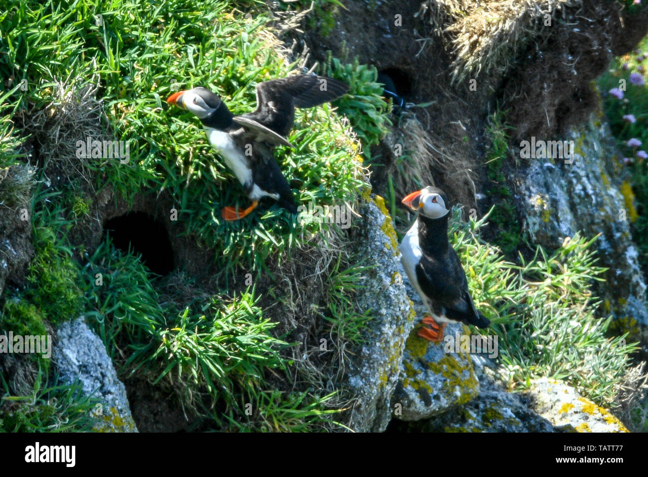 Puffins stay close to their burrows among the cliff faces on Lundy island in the Bristol Channel, off the coast of Devon, where a study led by the RSPB has revealed that total seabird numbers on the island have tripled in the past 15 years to over 21,000 birds. Stock Photo