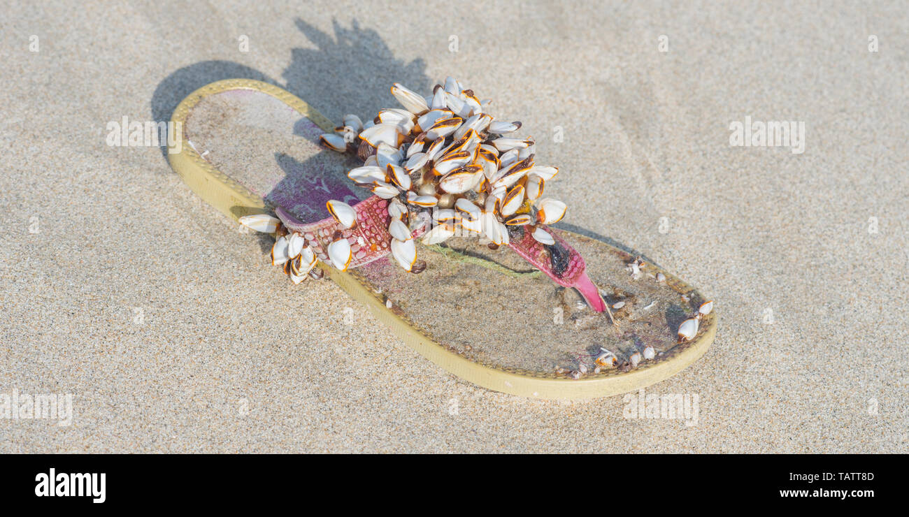 Flip-flop back from the sea, covered with alive seashells. Gifts of the sea storm at Da Nang beach, Vietnam. November 2018. Stock Photo
