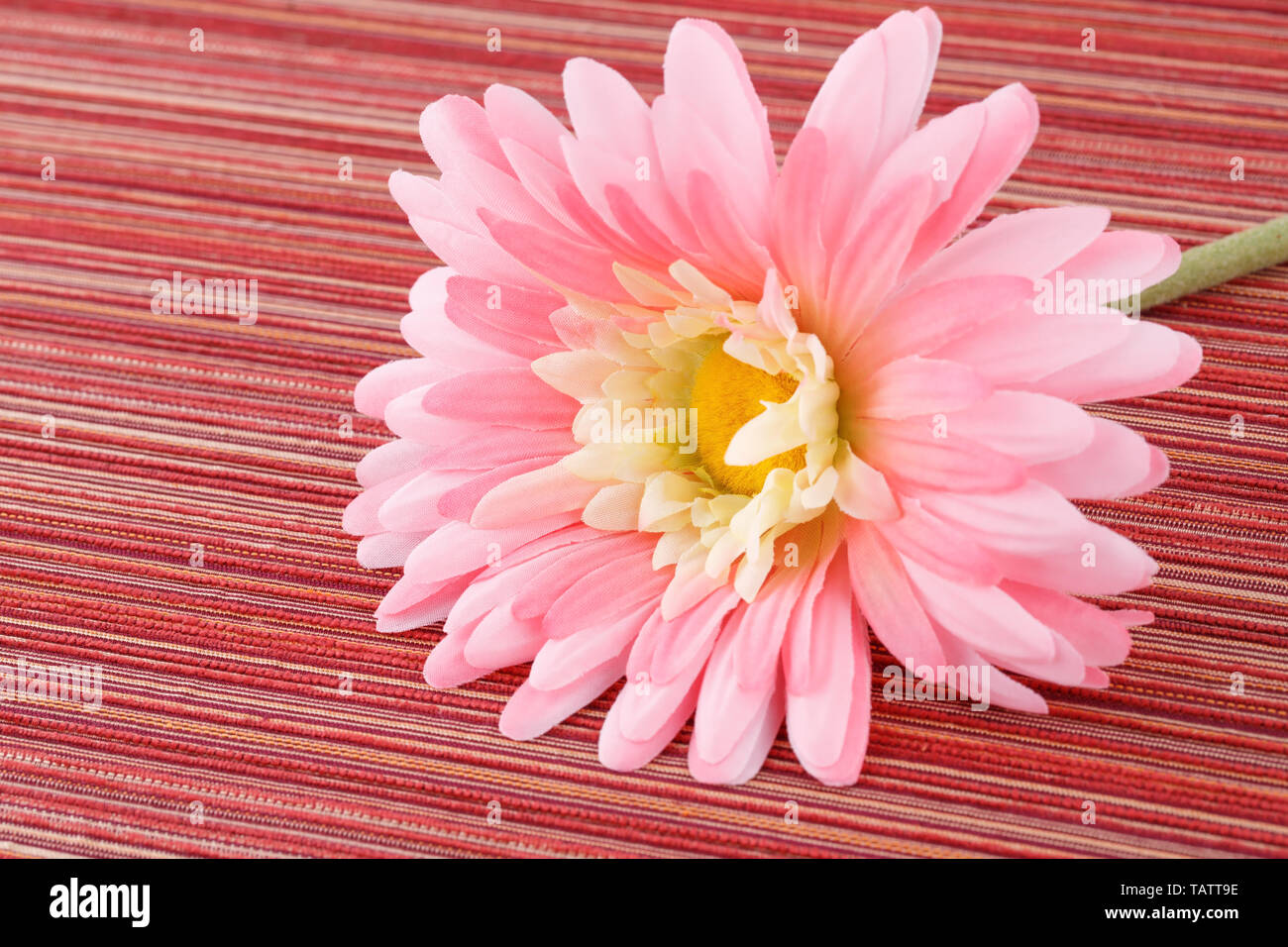 Pink artificial daisy on wooden background, closeup picture Stock Photo