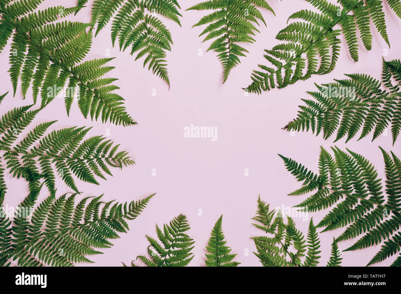 Summer composition. Tropical fern leaves on pastel pink background ...