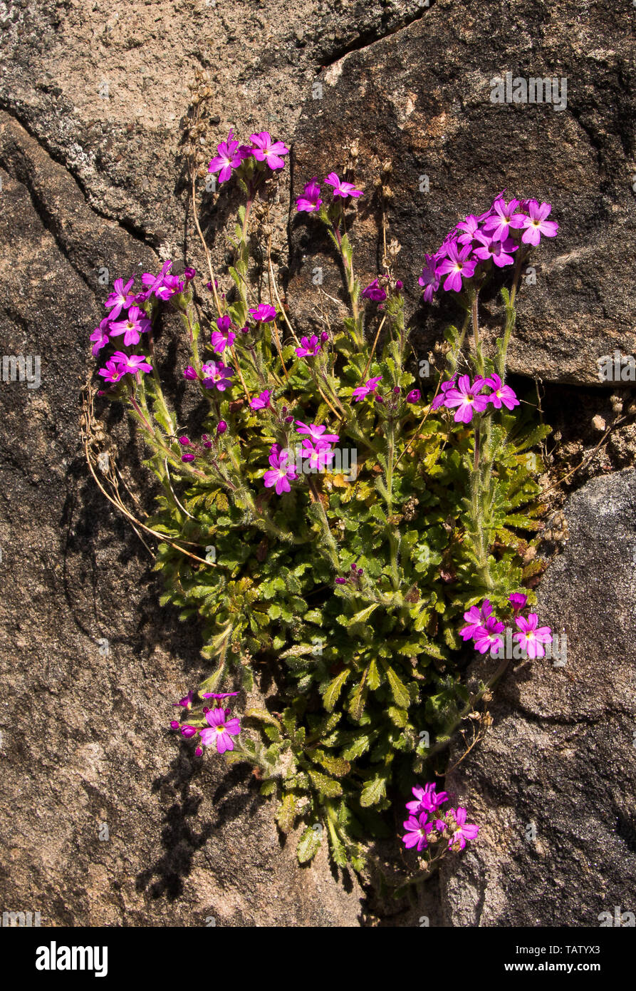 Flowers growing out wall hi-res stock photography and images - Alamy
