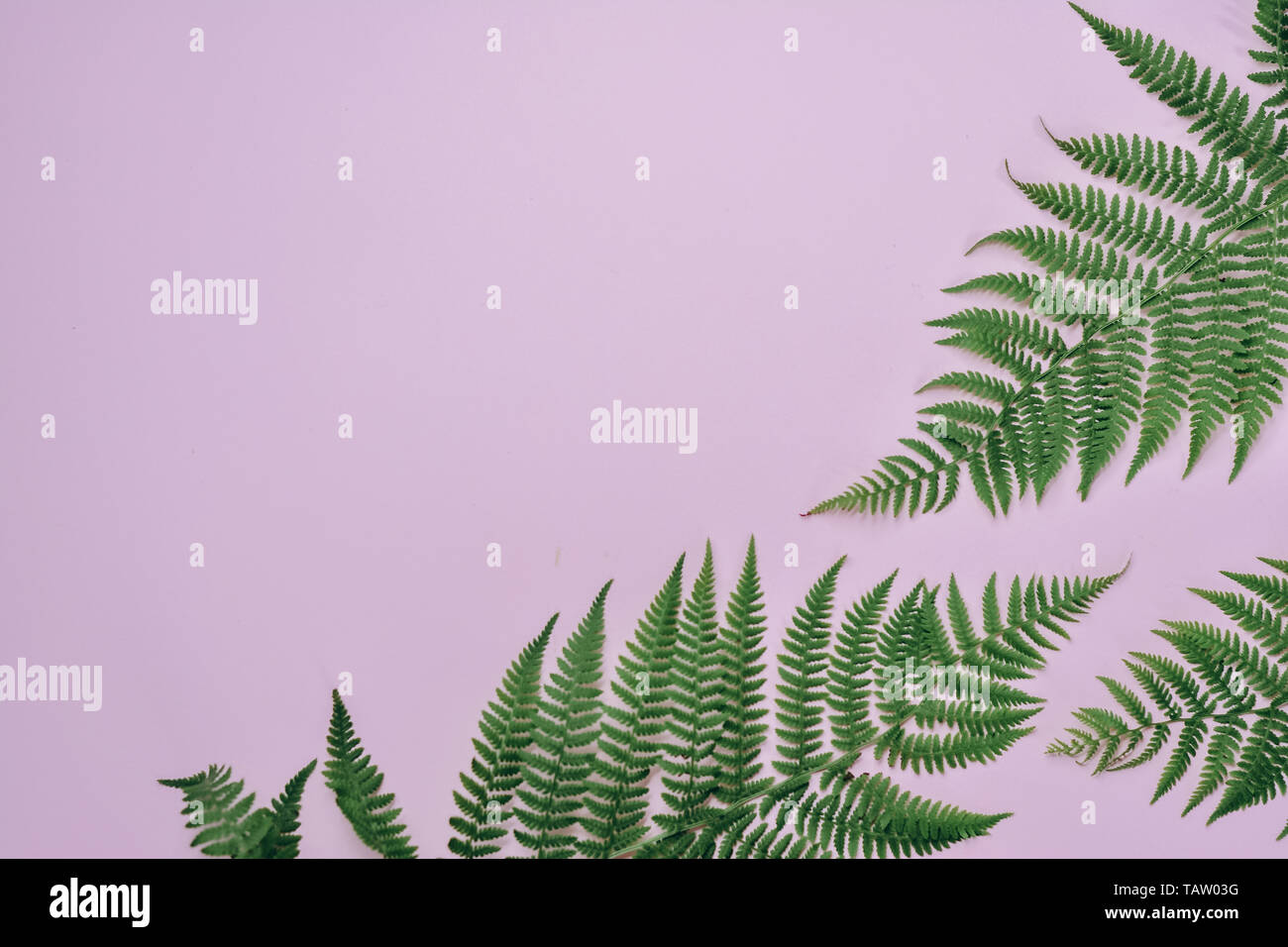 Summer composition. Tropical fern leaves on pastel pink background ...