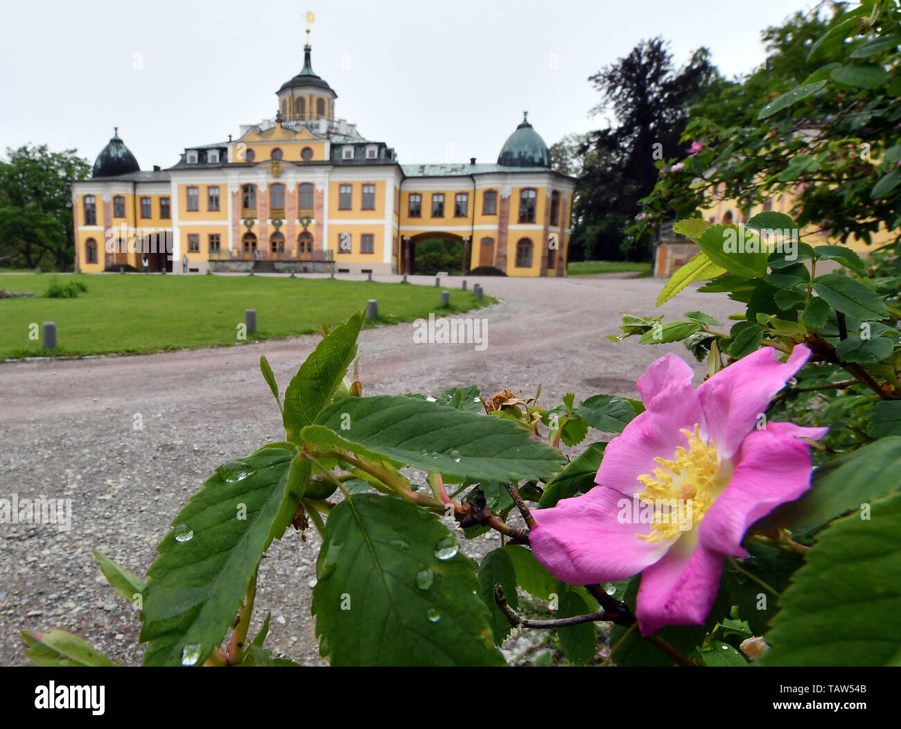 Weimar, Germany. 28th May, 2019. A rose blooms in front of Belvedere Castle. The exhibition 'Tasting tomorrow - Porcelain, Bauhaus and Cuisine' will be presented here until 26 October. These are the results of the seventh international porcelain workshop 'Kahla kreativ', which took place in summer 2018 in the factory halls of Kahla/Thüringen Porzellan GmbH. The objects can be seen from 29 May. Credit: Martin Schutt/dpa-Zentralbild/dpa/Alamy Live News Stock Photo