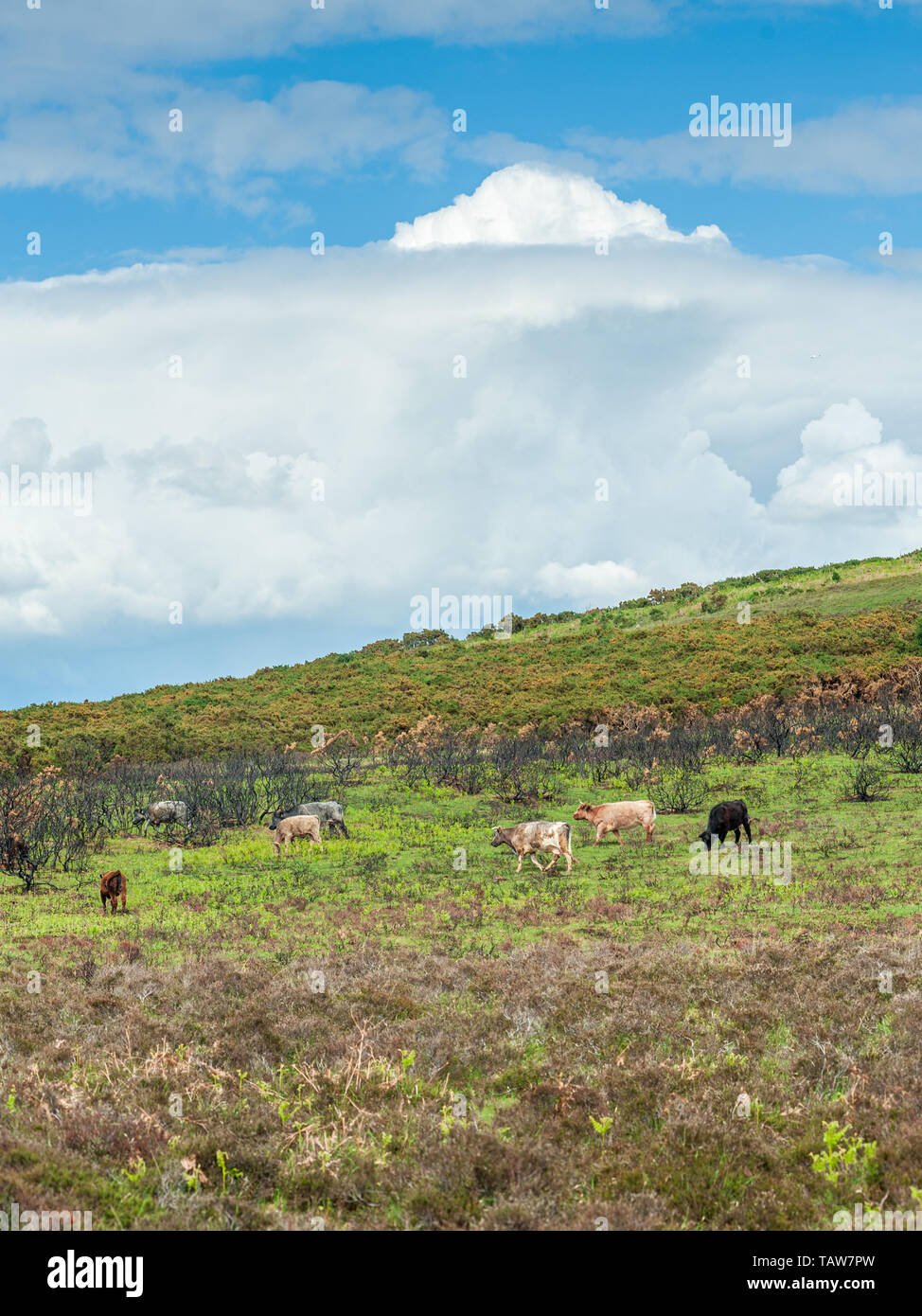 Cows grazing with a cumulonimbus cloud above, New Forest, Hampshire, England, UK, May 2019 Stock Photo