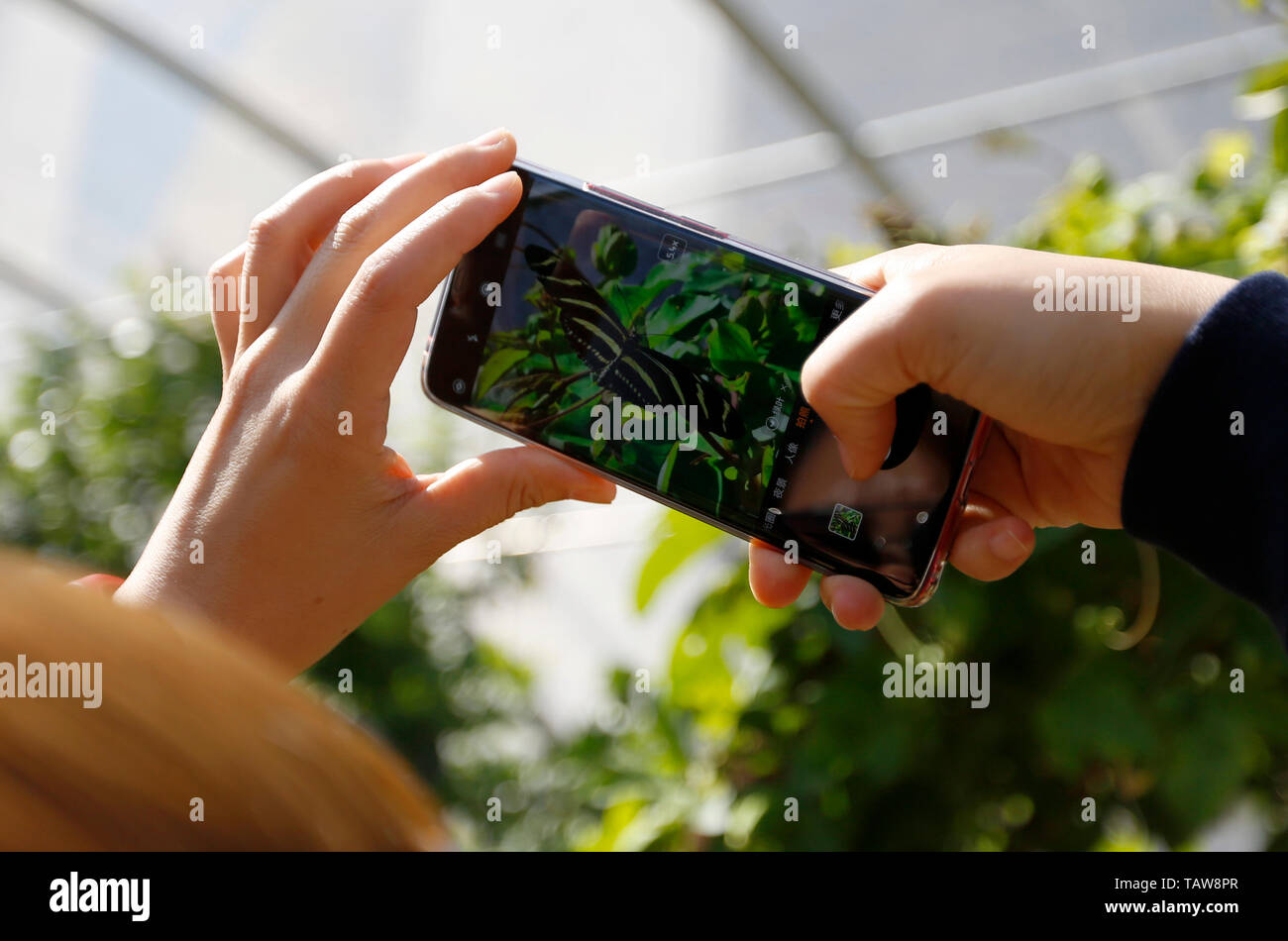 Los Angeles, USA. 27th May, 2019. A visitor takes photos of a butterfly