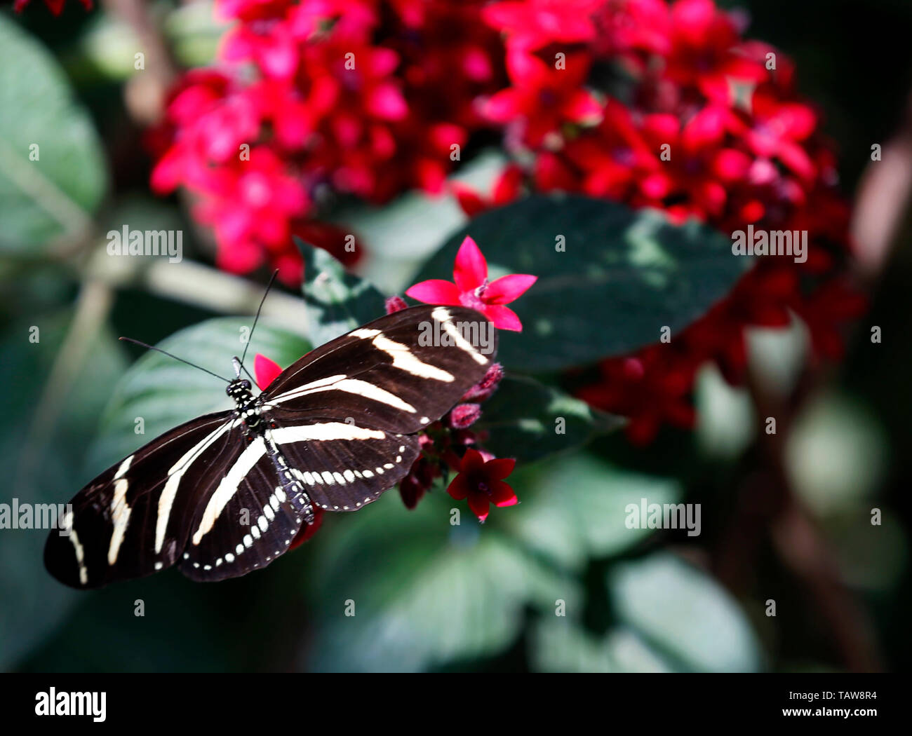 Los Angeles, USA. 27th May, 2019. A butterfly rests on flowers at the Butterfly Pavilion of the Natural History Museum of Los Angeles County in Los Angeles, the United States, May 27, 2019. The butterfly exhibition at the Natural History Museum of Los Angeles County showcases hundreds of butterflies and the plants that surround them. Credit: Li Ying/Xinhua/Alamy Live News Stock Photo