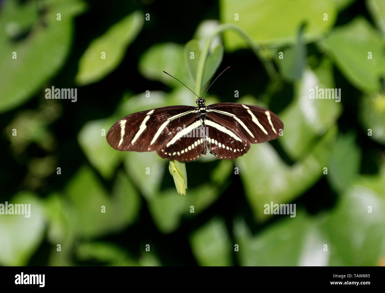 Los Angeles, USA. 27th May, 2019. A butterfly rests on leaves at the Butterfly Pavilion of the Natural History Museum of Los Angeles County in Los Angeles, the United States, May 27, 2019. The butterfly exhibition at the Natural History Museum of Los Angeles County showcases hundreds of butterflies and the plants that surround them. Credit: Li Ying/Xinhua/Alamy Live News Stock Photo