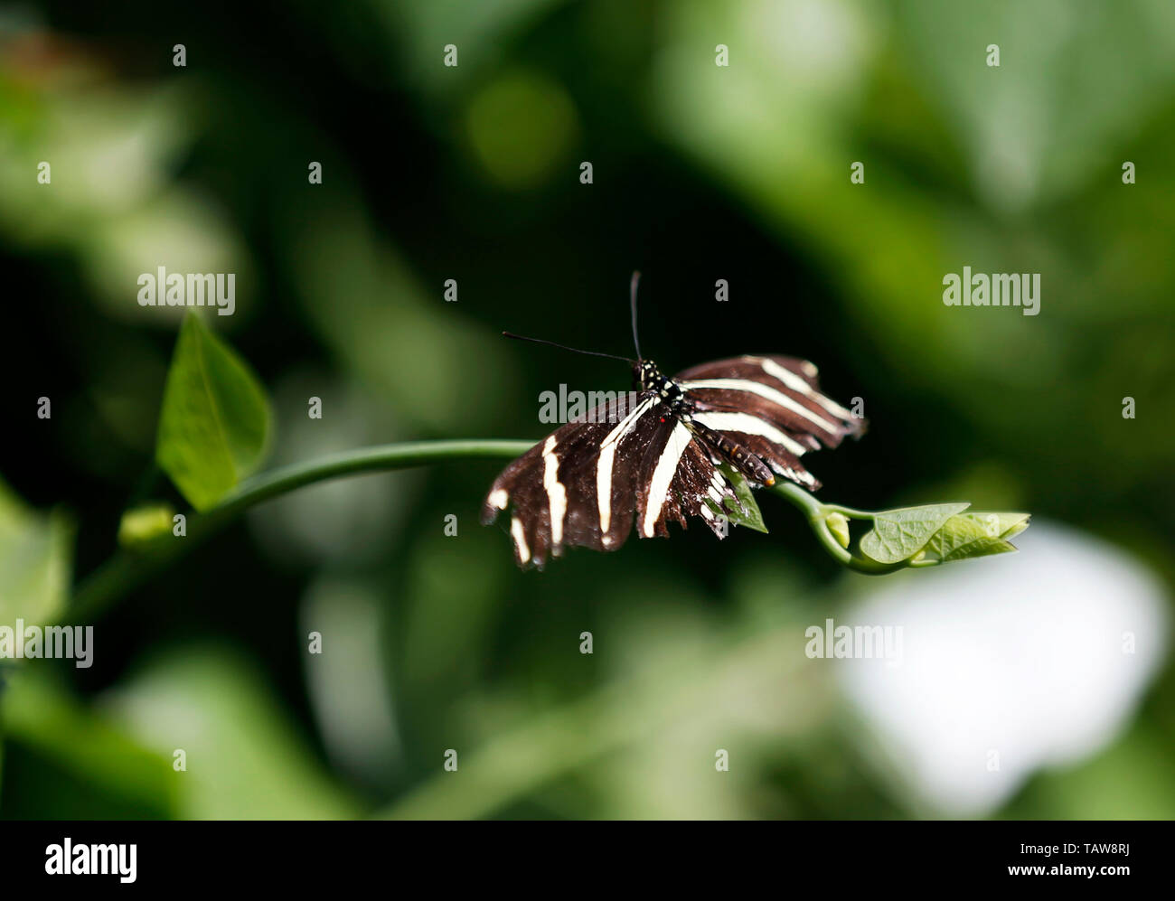 Los Angeles, USA. 27th May, 2019. A butterfly is seen on leaves at the Butterfly Pavilion of the Natural History Museum of Los Angeles County in Los Angeles, the United States, May 27, 2019. The butterfly exhibition at the Natural History Museum of Los Angeles County showcases hundreds of butterflies and the plants that surround them. Credit: Li Ying/Xinhua/Alamy Live News Stock Photo