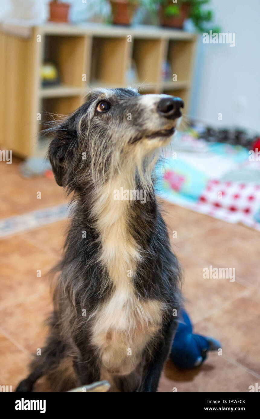 Portrait of a black and white long hair greyhound at home Stock Photo