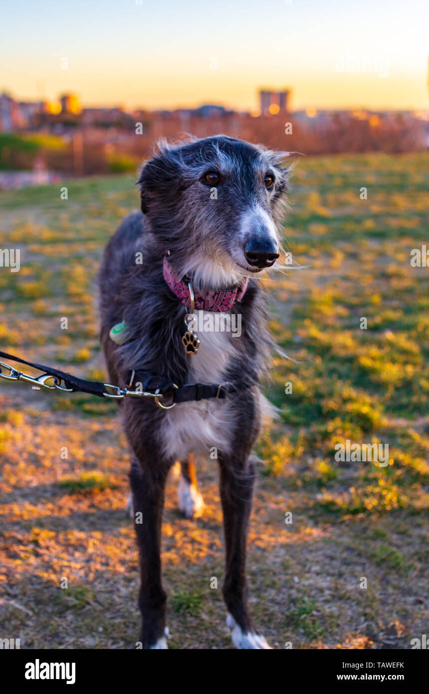 italian greyhound long hair