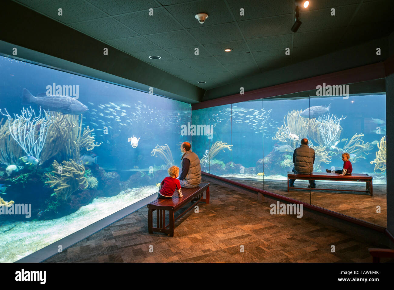 Father and son visiting aquarium in Hamilton, Bermuda Stock Photo Alamy