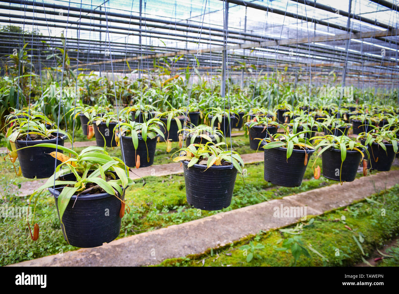 Orchid Nursery Farm Orchid Flower Plant Hang In The Garden Greenhouse Under Net Roof Stock Photo Alamy