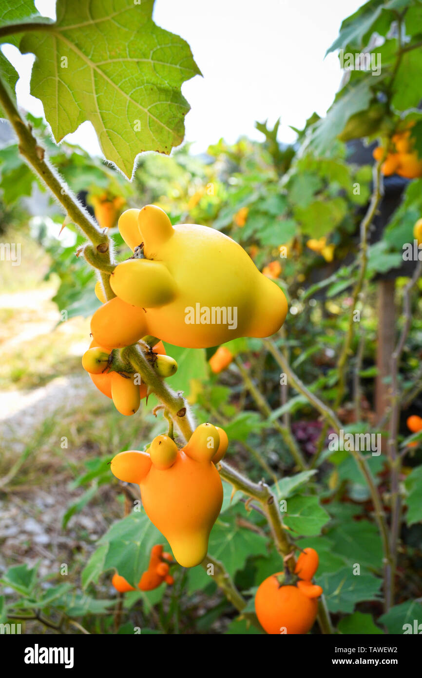 Scarlet Eggplant, Mock Tomato Mini Pumpkins, Japanese Golden Egg Stock  Photo - Image of annuals, cultivation: 104101036