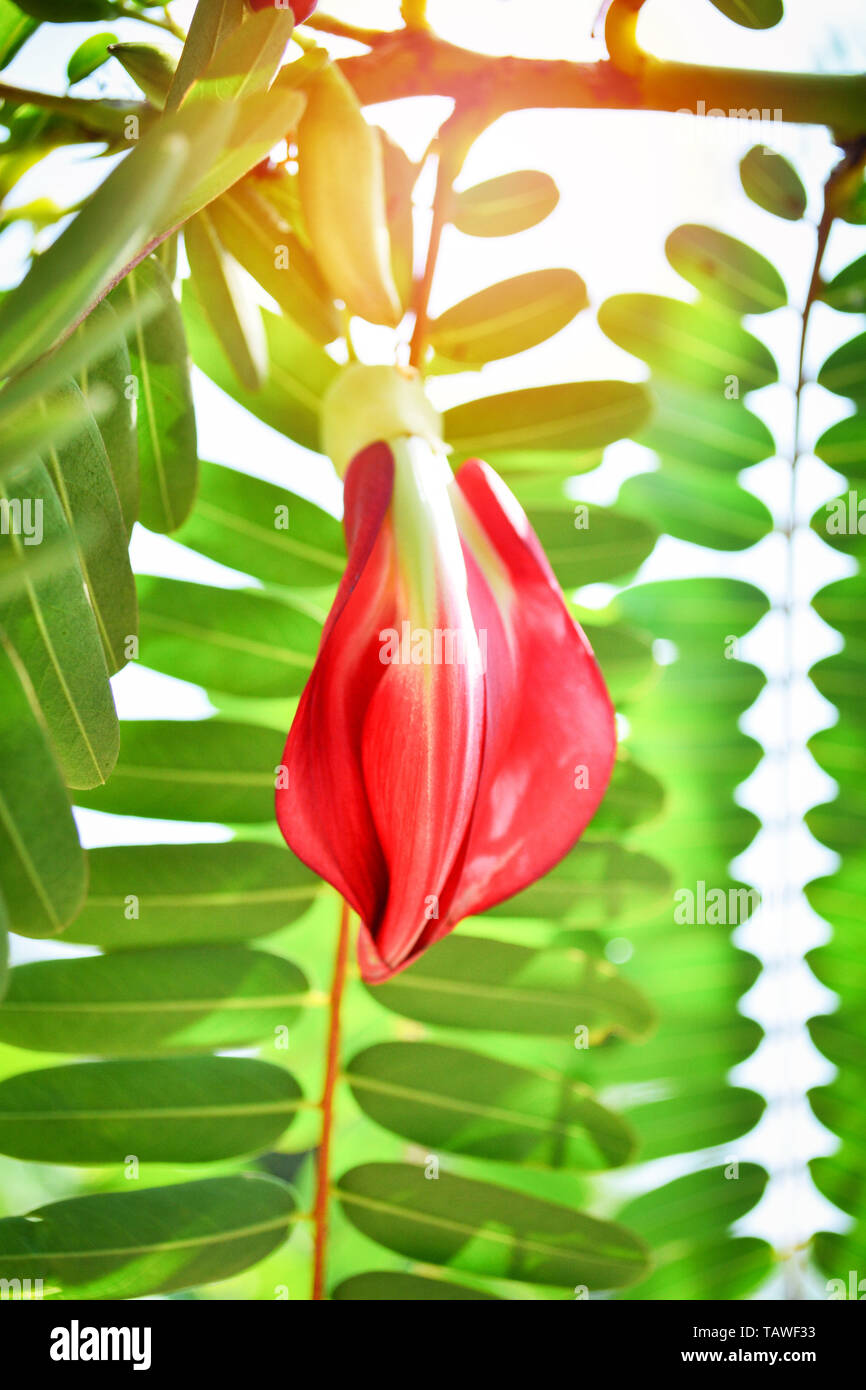 Red agasta flower on tree in the garden / Other names Sesban agasta , Vegetable Humming bird , Butterfly tree Stock Photo