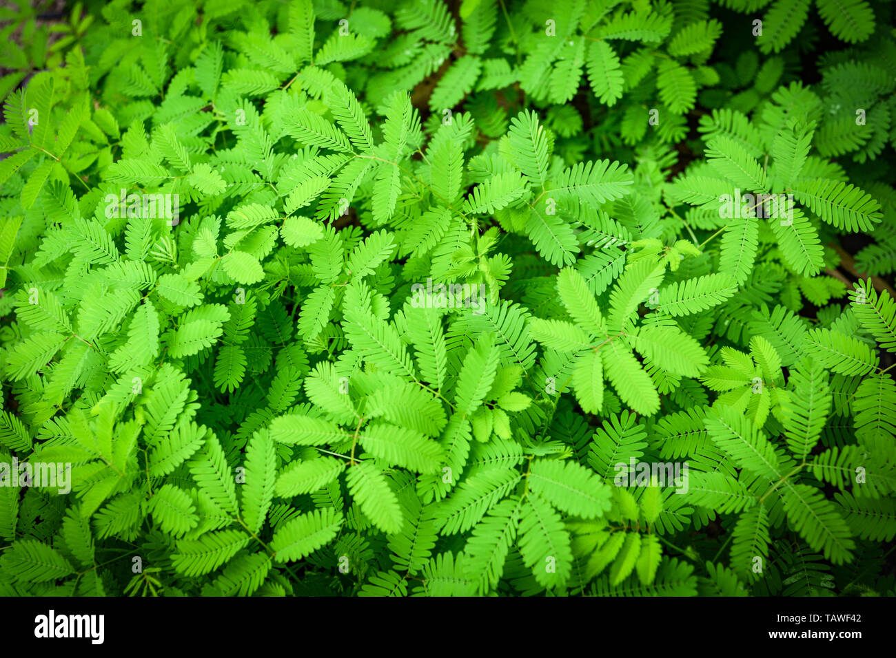 Green leaf of sensitive plant in nature forest / Mimosa invisa - sleepy plant Stock Photo