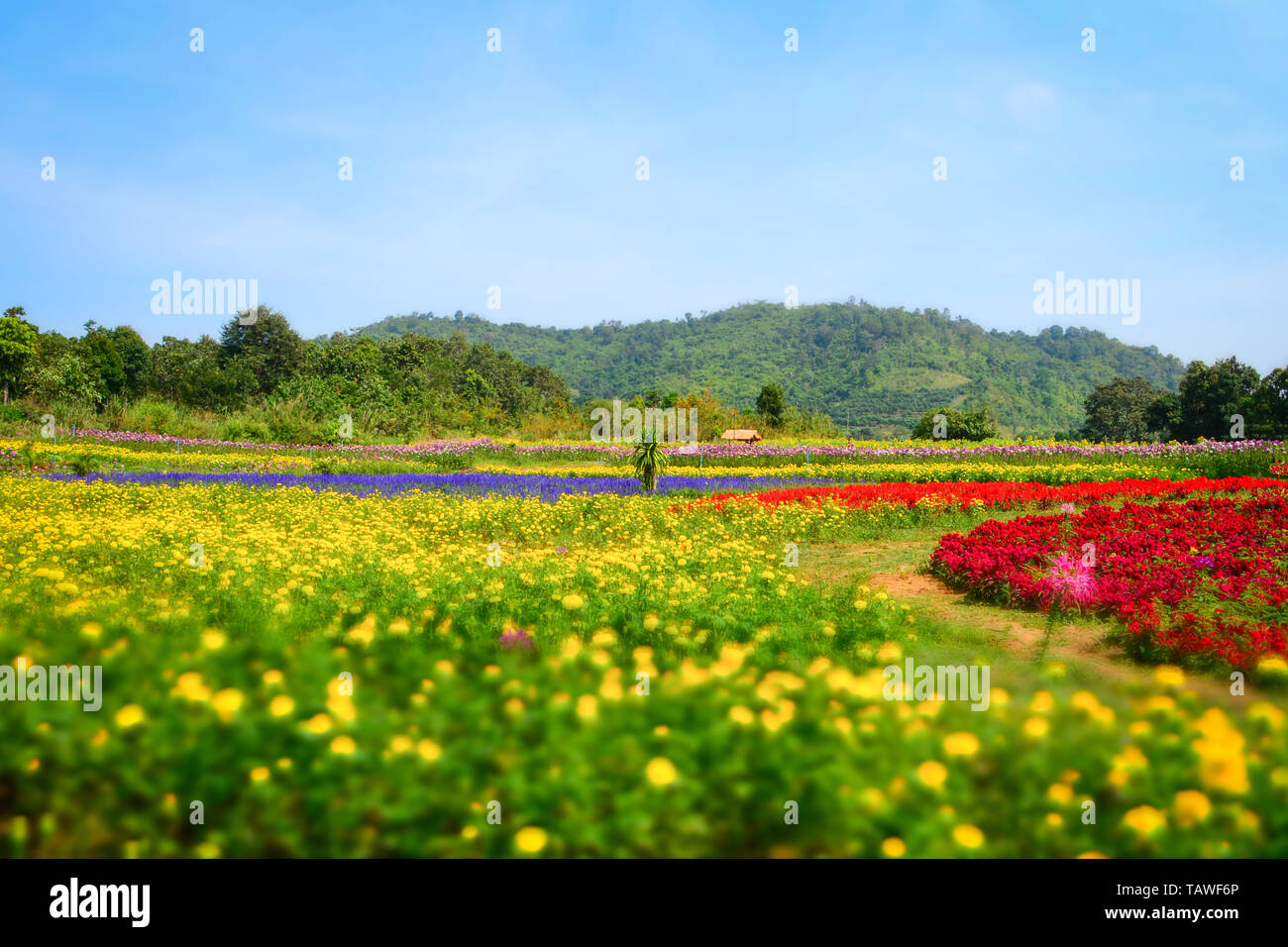 Colorful flower blossom in the spring field garden with yellow marigold and red celosia cristata