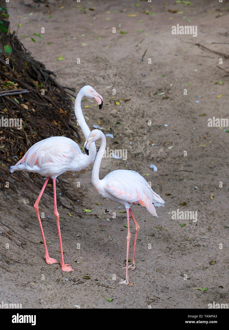 A lovely pair of young pink flamingos stands against the background of a dried up gray forest stream. Stock Photo