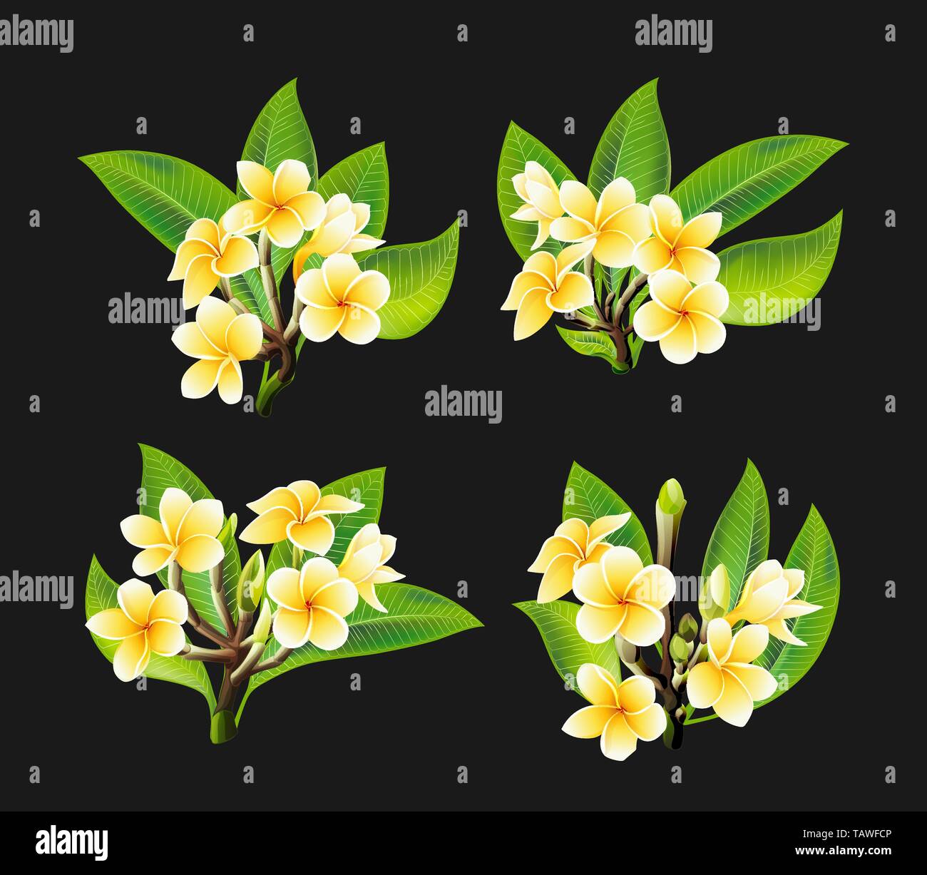 White and yellow Plumeria Flowers in realistic style on black background Stock Vector