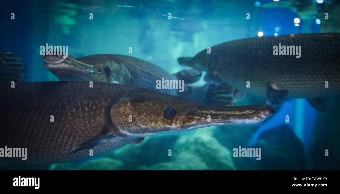 Alligator gar fish swimming fish tank underwater aquarium / Atractosteus spatula Stock Photo