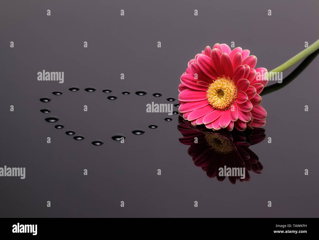 Red Gerbera with heart shaped waterdrops on dark reflective surface Stock Photo