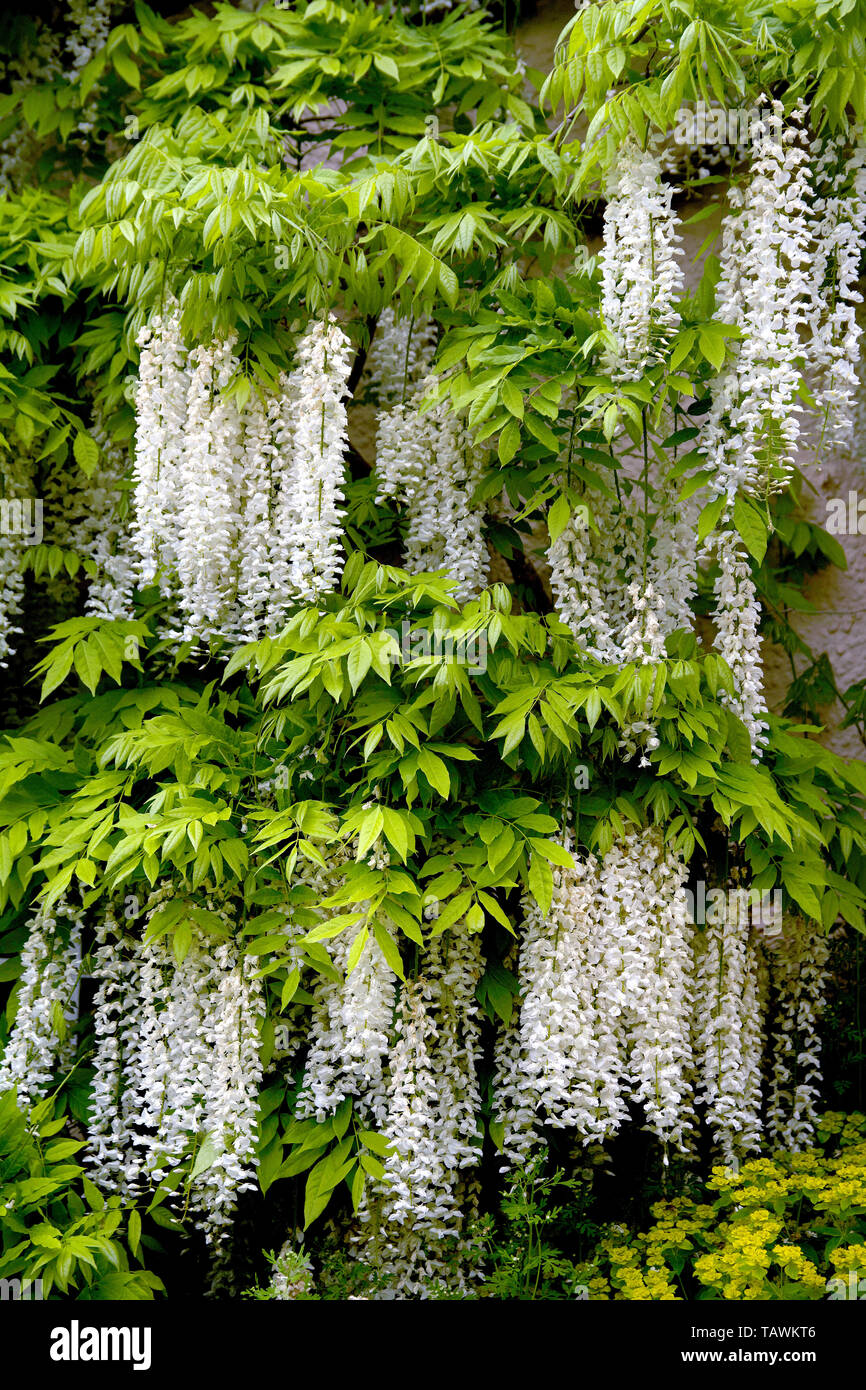 White Wisteria cascading down a cottage wall in rural Somerset, UK. Stock Photo