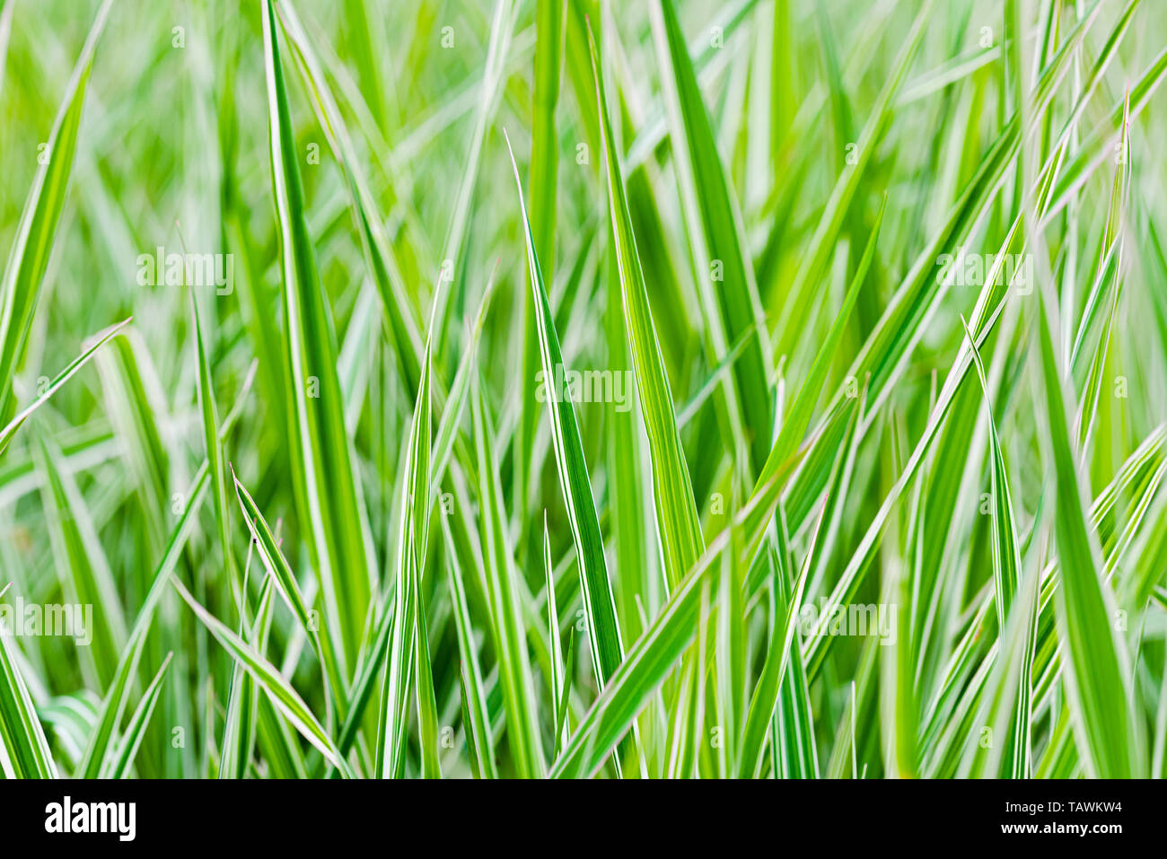 Green and white Phalaris arundinacea leaves, also known as reed canary grass and gardener's garters, growing in a park at the beginning of spring, in  Stock Photo