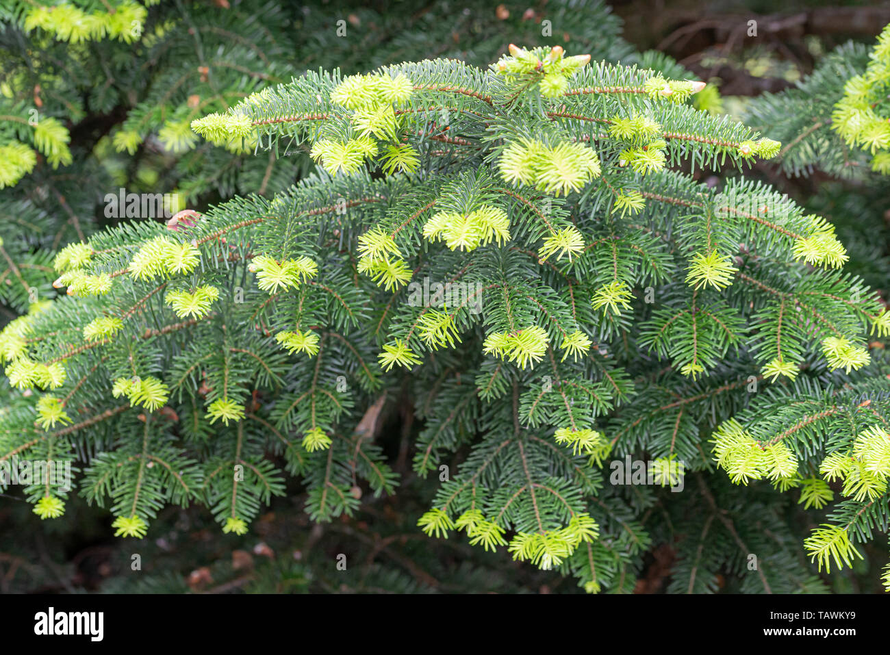 Young needles from Abies nordmanniana also known as Nordmann fir or Caucasian fir. The new needles are a tender green  color in spring Stock Photo