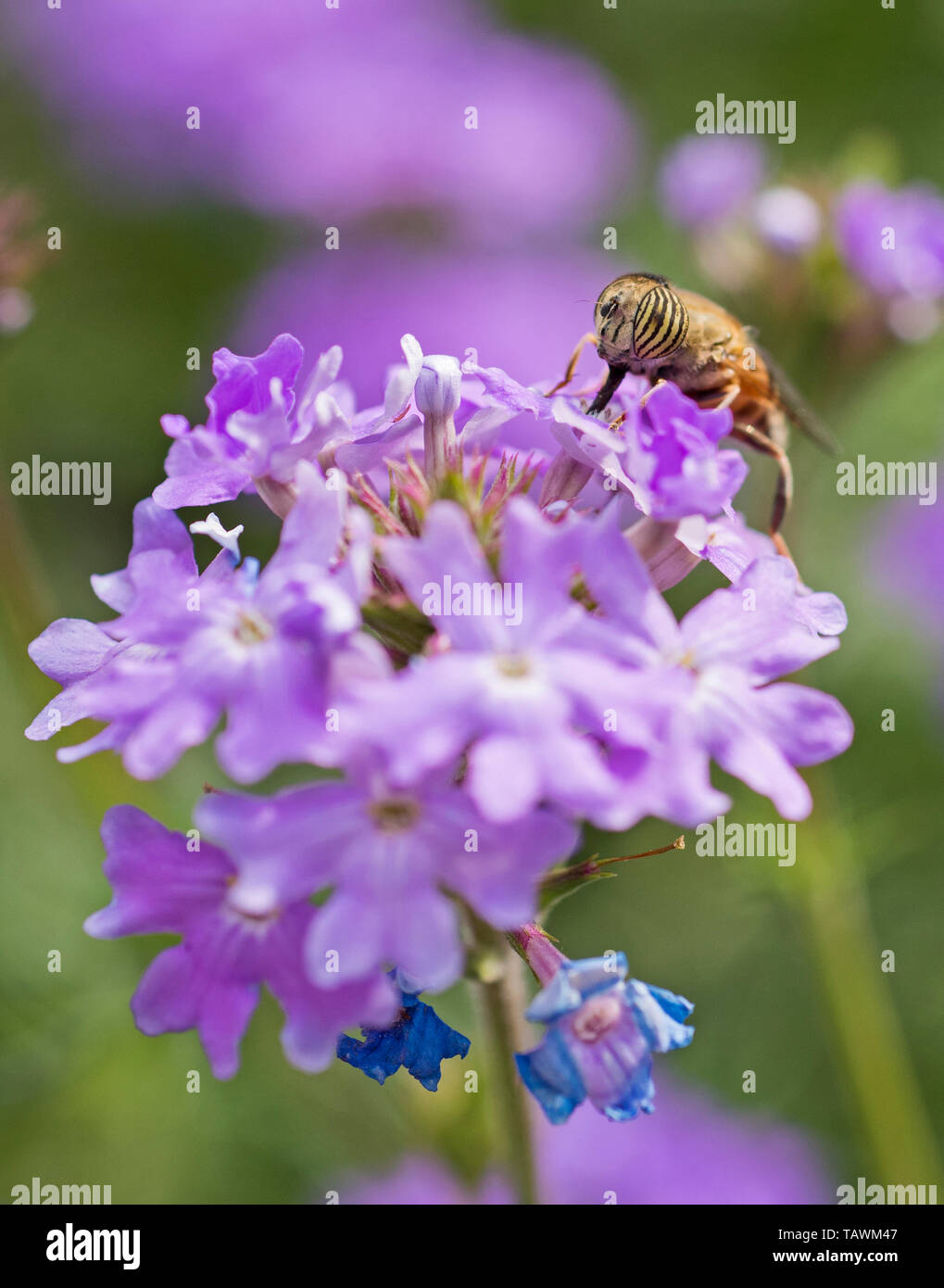 Close-up detail of a flower fly eristalinus taeniops feeding on purple Elizabeth Earle flowers Primula allionii in garden Stock Photo