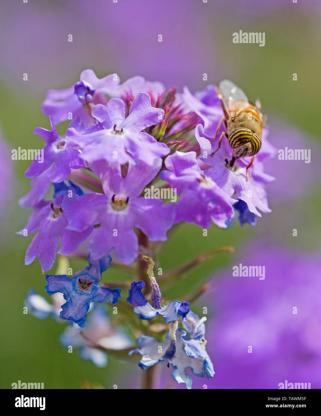 Close-up detail of a flower fly eristalinus taeniops feeding on purple Elizabeth Earle flowers Primula allionii in garden Stock Photo