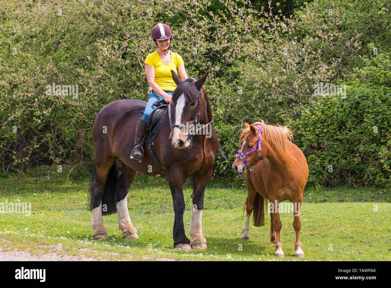Animal female people woman ponies pony horse rider riding hi-res stock ...