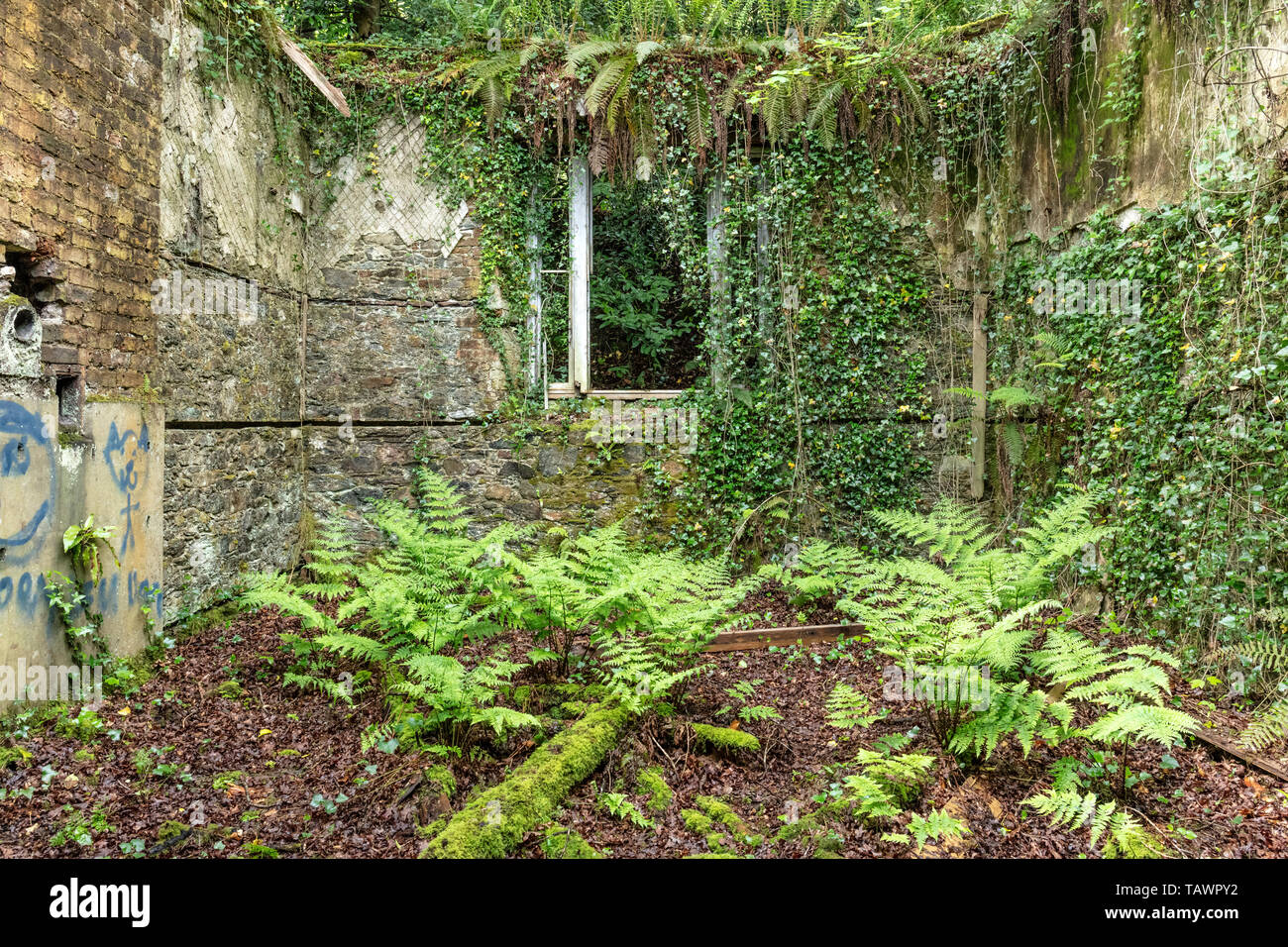 Greenhouses, Baron Hill House, Beaumaris, Anglesey UK -  mansion by Samuel Wyatt for Bulkeley family, abandoned due to death tax early 20C Stock Photo