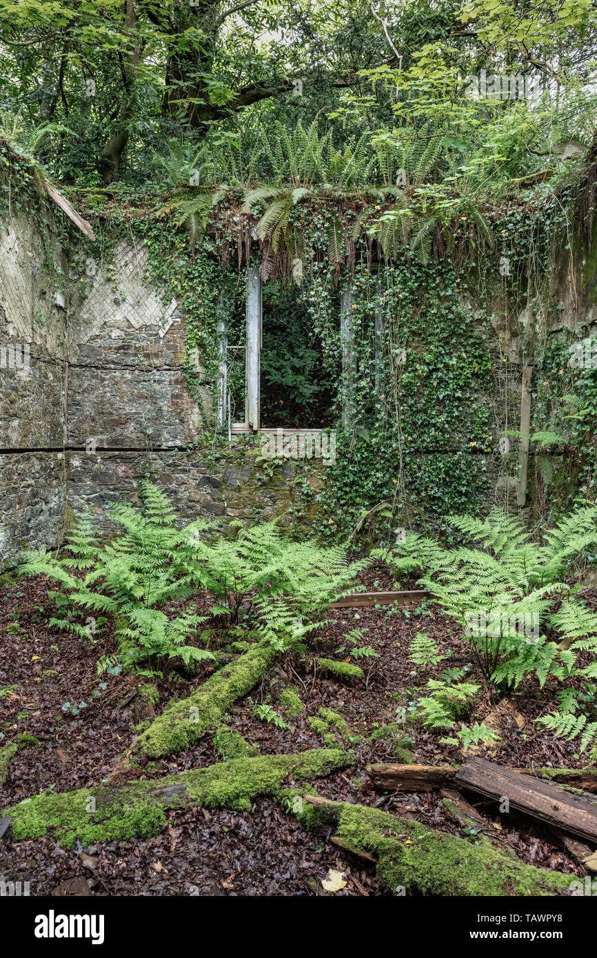 Greenhouses, Baron Hill House, Beaumaris, Anglesey UK -  mansion by Samuel Wyatt for Bulkeley family, abandoned due to death tax early 20C Stock Photo