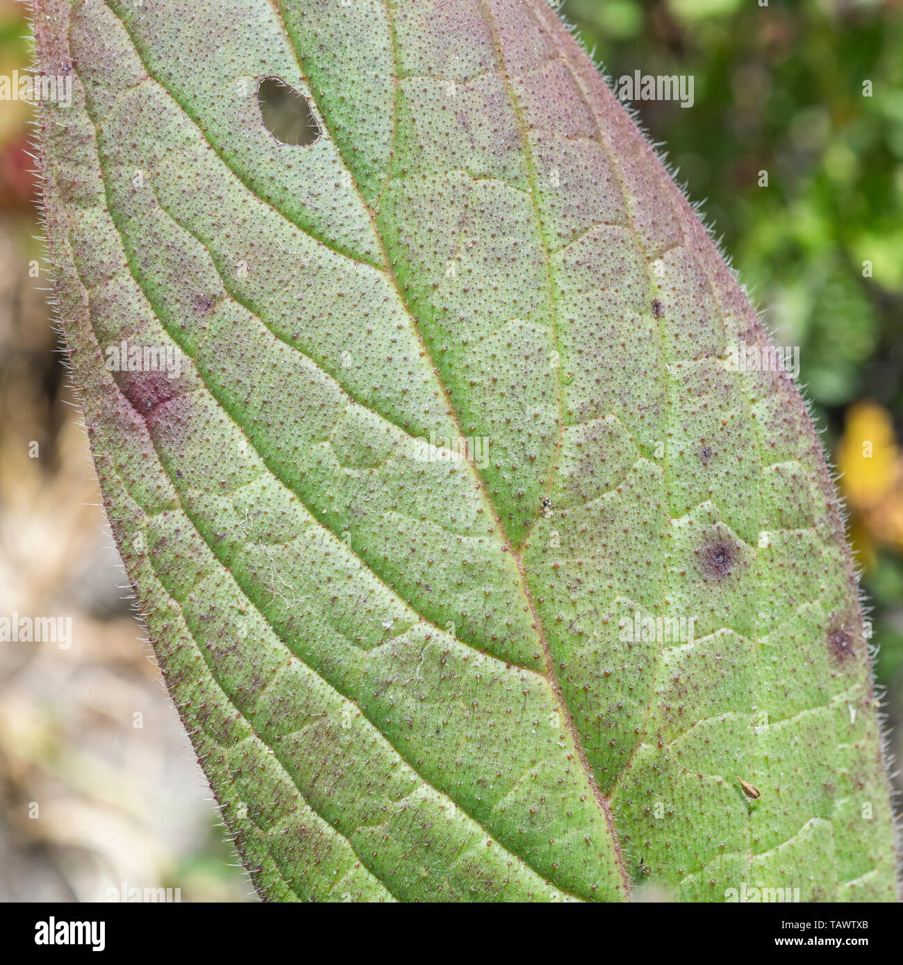 Macro close-up of Echium plant leaf. Uncertain whether it's E. pininana, candicans or fastuosum. Stock Photo