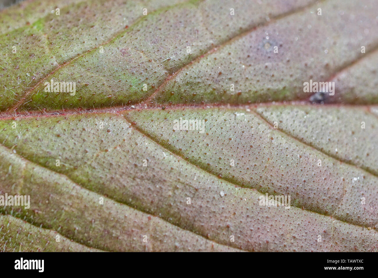 Macro close-up of Echium plant leaf. Uncertain whether it's E. pininana, candicans or fastuosum. Abstract green leaf texture Stock Photo