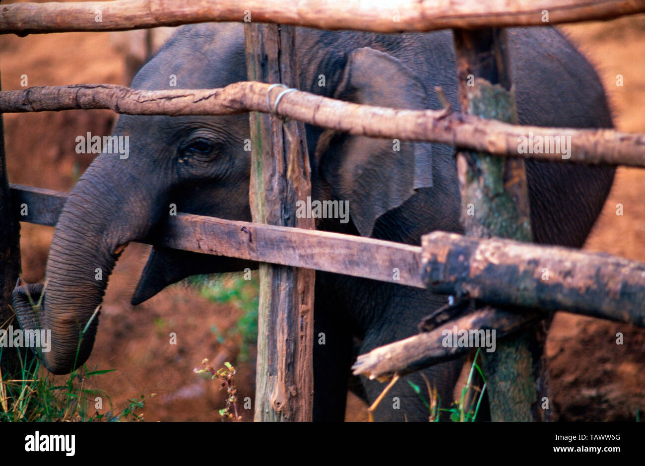 Baby Asian elephant,Thailand Stock Photo Alamy