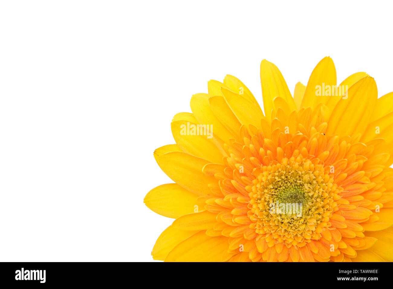beautiful colored daisy flower on white background Stock Photo - Alamy